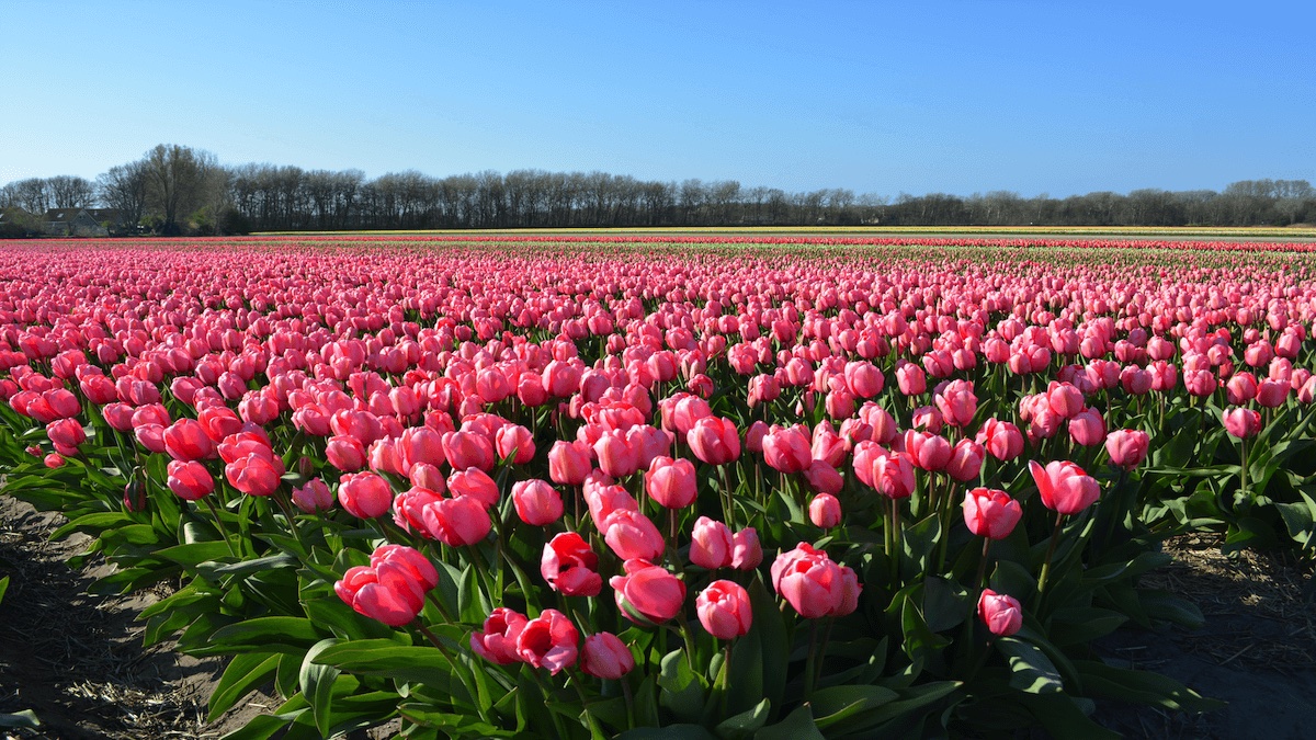 TDI Travel Destinaries